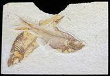 Bargain, Diplomystus Fossil Fish - Wyoming #58618-1